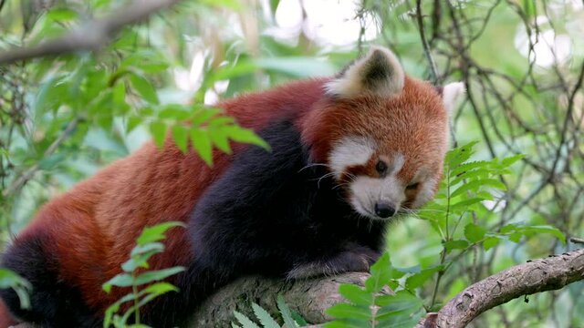 Close up of sweet red panda bear cat resting on branch of tree and cleaning paws