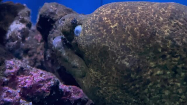 Close up of large head of moray eel underwater in aquarium, mouth breathing