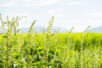 田んぼの畔に咲くギシギシの花