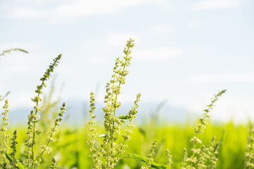 田んぼの畔に咲くギシギシの花