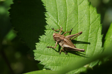 A Dark bush-Cricket, Pholidoptera griseoaptera, perched on a leaf.