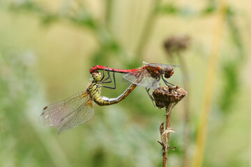 A mating pair of Ruddy Darter Dragonfly, Sympetrum sanguineum, perching on a plant.