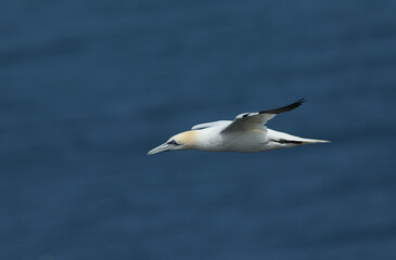 Fototapeta na wymiar A Gannet, Morus bassanus, flying along the coastline at Bempton Cliffs.