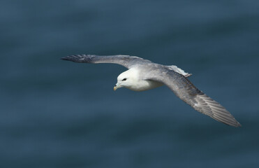 A Fulmar, Fulmarus glacialis, flying along the coastline at Bempton Cliffs. It is nesting in the Cliffs.