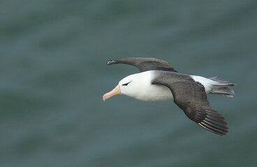 Fototapeta na wymiar A rare Black-browed Albatross, Thalassarche melanophris, flying along the coastline at Bempton Cliffs.