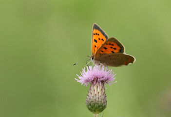 A Small Copper Butterfly, Lycaena phlaeas, pollinating a Thistle flower.