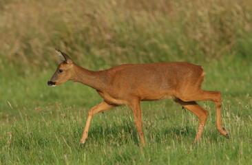 A female Roe Deer, Capreolus capreolus,walking across a meadow early morning.