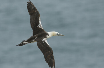 A juvenile Gannet, Morus bassanus, flying along the coastline at Bempton Cliffs.