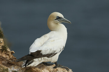 A magnificent Gannet, Morus bassanus, standing on the edge of a cliff in Yorkshire.