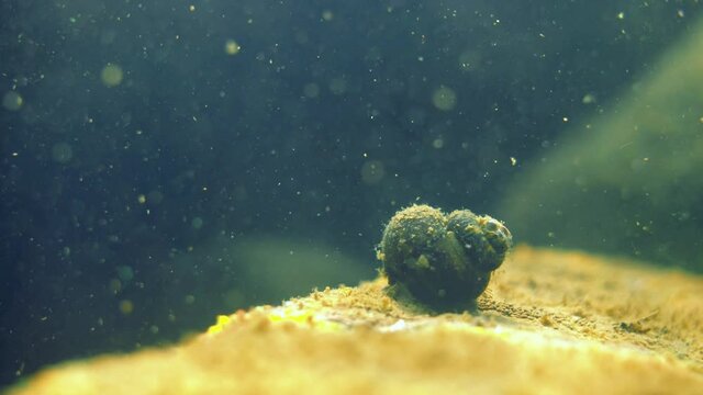Viviparus viviparus freshwater river snail on stone in freshwater lake