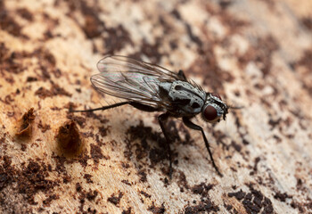 Eustalomyia hilaris on wood, macro photo