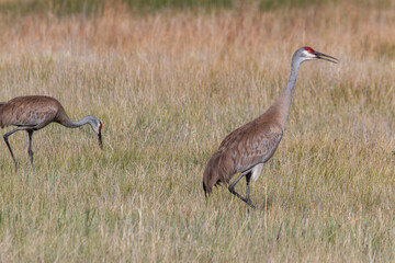 Pair of Sandhill Cranes in Idaho in Summer