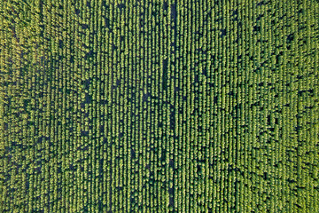 Field of a unripe sunflowers. Perpendicular view from drone. - obrazy, fototapety, plakaty