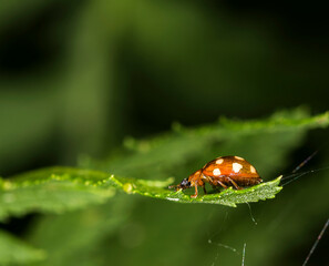 Nahaufnahme von einem Marienkäfer der auf einem Blatt sitzt