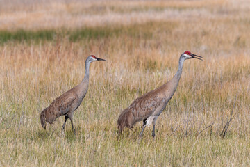Pair of Sandhill Cranes in Idaho in Summer