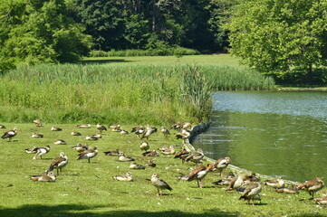 Troupeau de bernaches du Canada le long des berges du Grand Etang au parc de Tervuren à l'est de Bruxelles