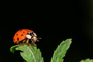 Nahaufnahme von einem Marienkäfer der auf einem Blatt sitzt