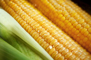 Ear of sweet corn with green leaves with drops close-up, macro