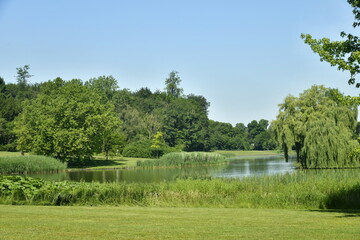 La forêt de roseaux et d'autres plantes aquatiques le long des berges du Grand Etang au parc de Tervuren à l'est de Bruxelles
