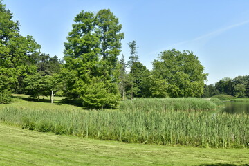 La forêt de roseaux et d'autres plantes aquatiques le long des berges du Grand Etang au parc de Tervuren à l'est de Bruxelles
