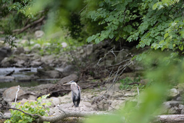 grey heron on the ground