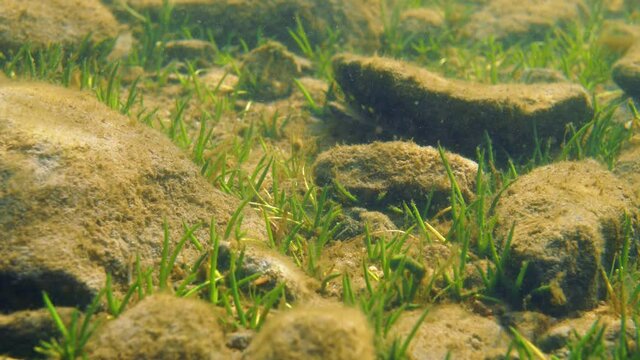 American shoreweed aquatic plant on stony