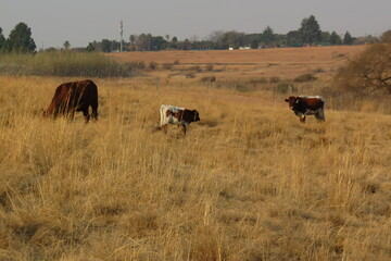 Naklejka na ściany i meble cows in a field during the winter. Grass is brown and dull and dry