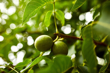 Walnuts ready to harvest from tree, Green leaves background, close up, Concept of growing