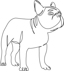 dog bulldog