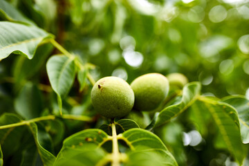 Walnuts ready to harvest from tree, Green leaves background, close up, Concept of growing
