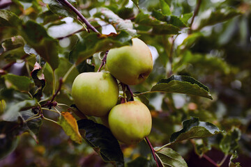 Green apples hanging on a branch, close up, Concept of growing.Ripe apples ready to be picked on an apple tree in the fall.
