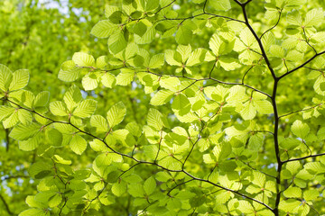 Fresh beech leaves in a springtime woodland at Friday Street, Surrey