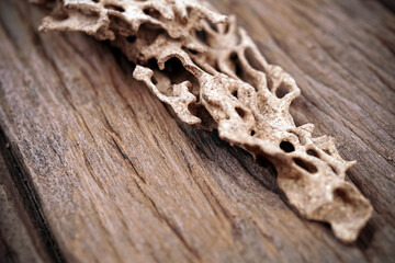 background and texture of nest termite at wooden wall	
