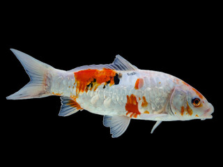 Beautiful koi fish mesmerize with a black background