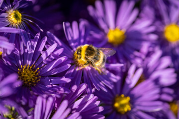 Obraz premium Eine Hummel im Detail 