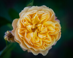 Nahaufnahme gelbe Blume 