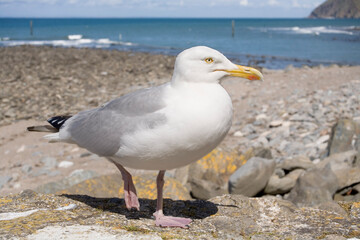 Herring gull on the harbour wall at Lynmouth, Exmoor, Devon