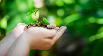 hand holding young tree for planting. concept save world