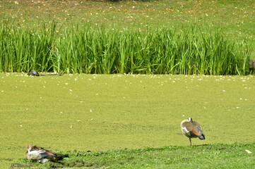 Canards géants au bord d'un étang couvert de mousse verte au parc des Trois Fontaines à...