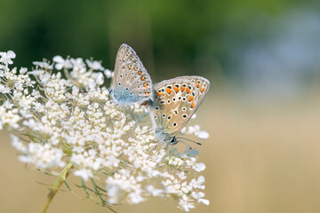 Mating of common blue butterflies (Polyommatus icarus). Focus on the right butterfly.