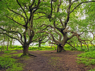 Obraz premium Twisted oak trees at Skipwith Common, North Yorkshire, England