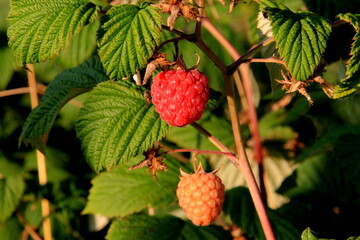 Ripe branch of raspberry on a bush in the garden during summer 