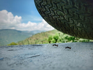 ants on the ground