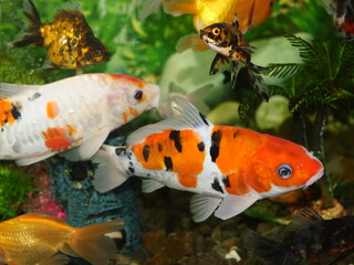 Beautiful goldfish fascinates, Beautiful goldfish mesmerize, Swim in an aquarium with clear water