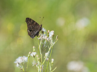 black and gold butterfly on flowers