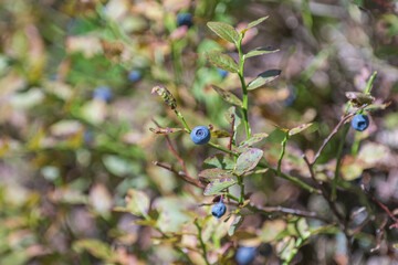 blueberries in the forest