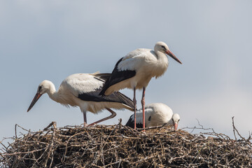 young storks in the nest