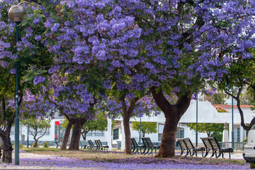 Jacaranda mimosifolia sub-tropical tree