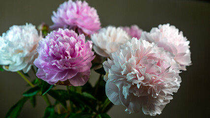 Fototapeta premium Peonies flowers bouquet