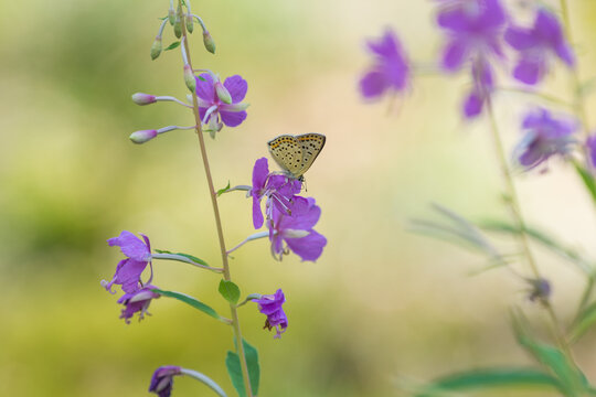 a butterfly on a purple flower